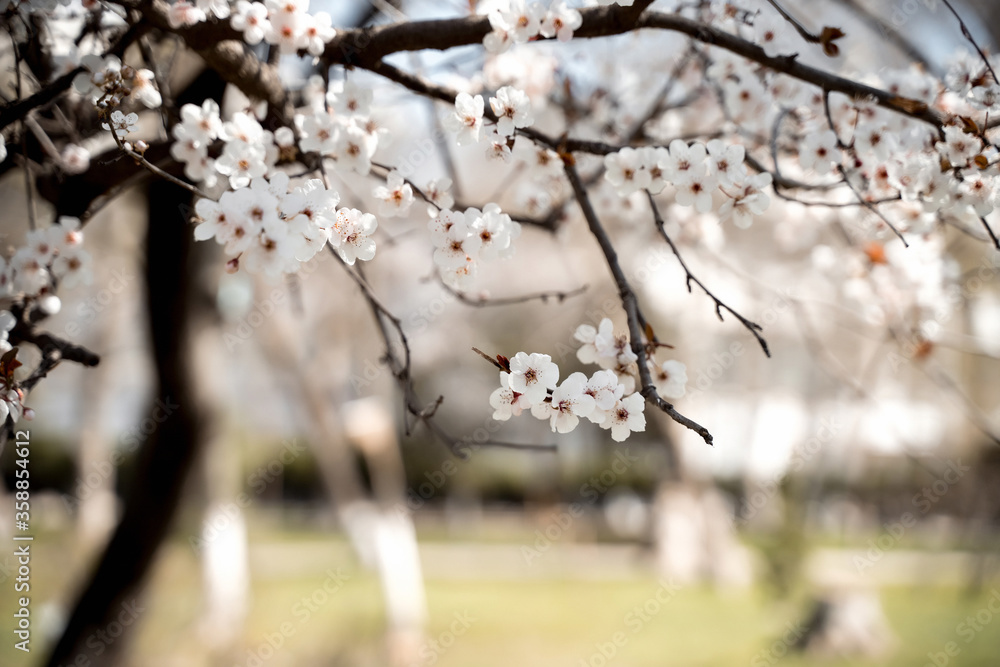 Fototapeta premium spring white flowers on a tree