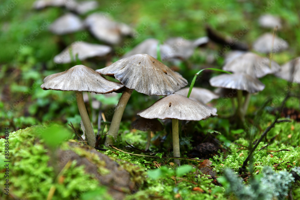 summer mushrooms crawled out of the earth after a night rain summer mushrooms crawled out of the earth after a night rain