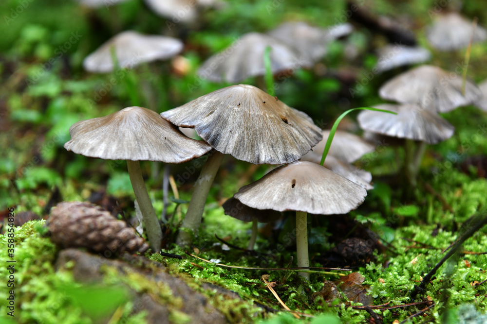summer mushrooms crawled out of the earth after a night rain summer mushrooms crawled out of the earth after a night rain