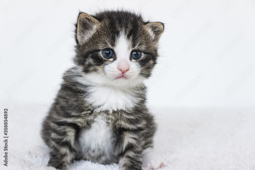 close up of tiger striped newborn small tabby kitten 