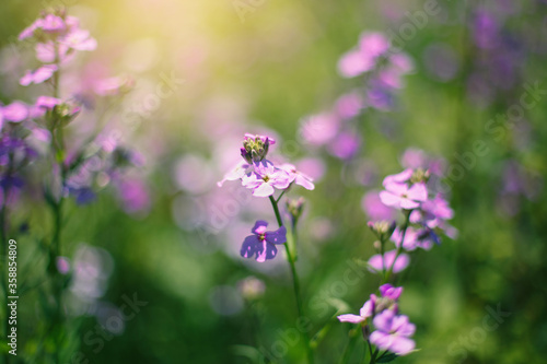Beautiful purple violet dames rocket summer lilac or Hesperis Matronalis flower on faded blurry background. Magic organic floral natural theme backdrop. Amazing seasonal wallpaper.