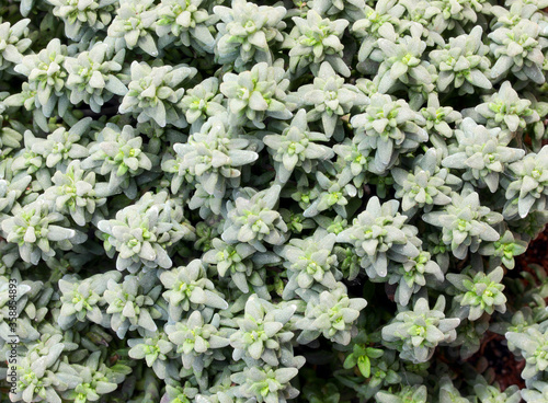 background of plants of fragrant thyme typical aromatic herb in
