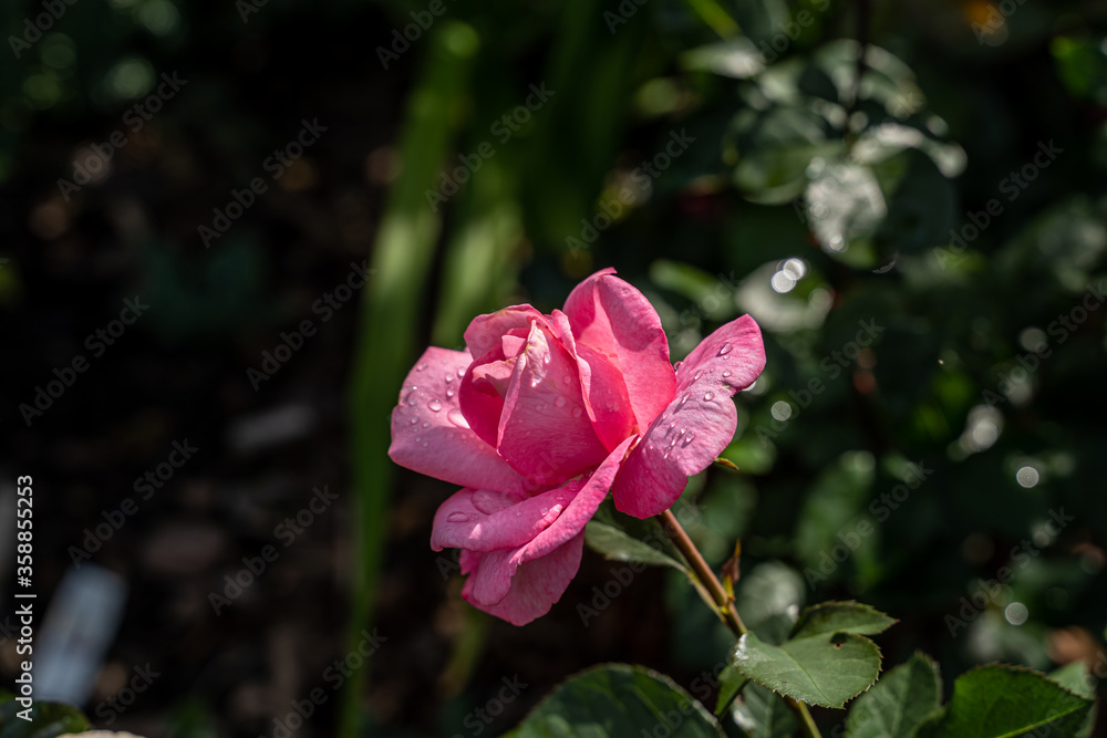 Beautiful pink rose and natural green leaf in the garden.