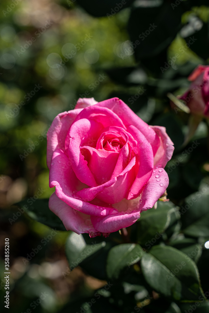 Beautiful pink rose and natural green leaf in the garden. Beautiful pink rose and natural green leaf in the garden.