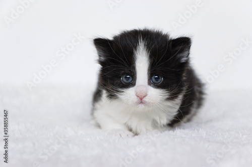 close up of tuxedo baby kitten with white background 