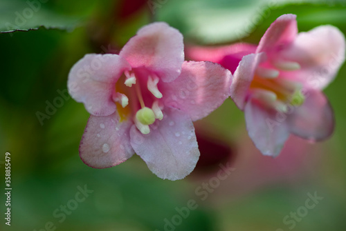 summer forest bright flowers after rain