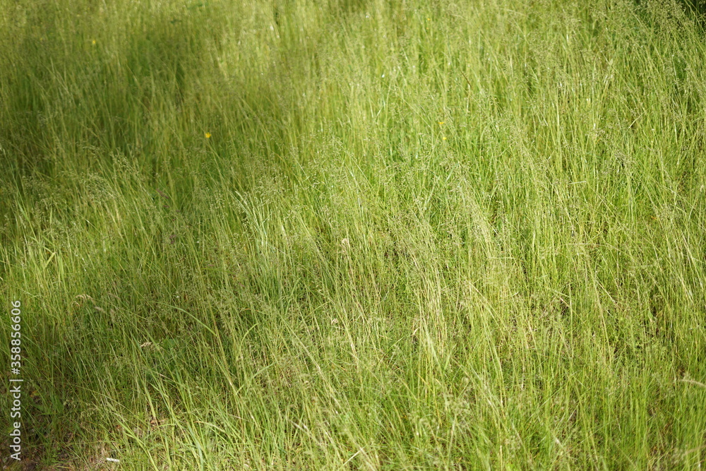 High green grass growing in the wild on a sunny day High green grass growing in the wild on a sunny day