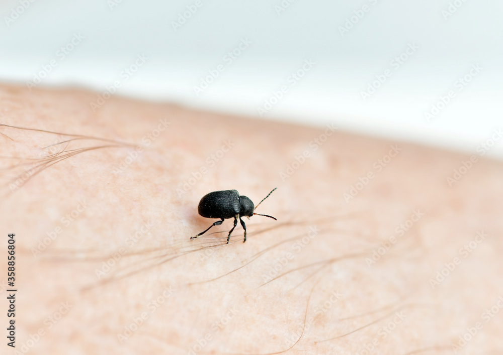the revival of insects with the advent of summer the revival of insects with the advent of summer