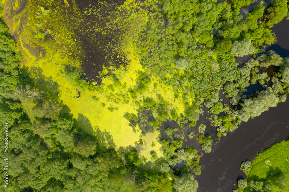 custom made wallpaper toronto digitalAerial high angle view of swamp in deep forest, Moscow area, Russia