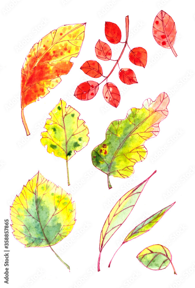 set of autumn yellow, red, orange, green leaves. graphic color picture