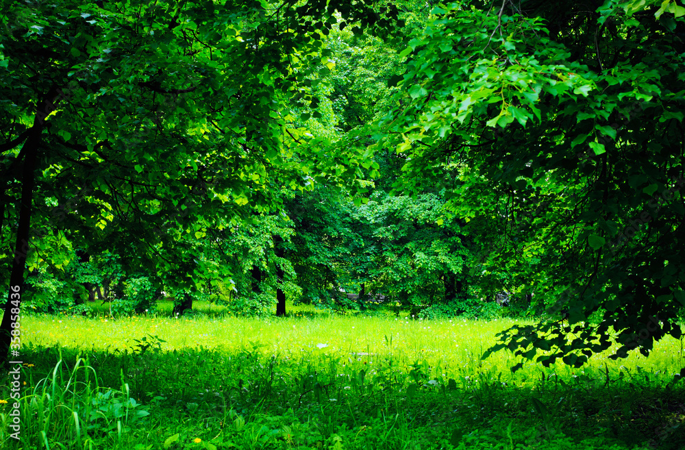 Beautiful scenic view in green tones, bright summer glade surrounded by poplar foliage, thick grass with wild flowers, june in Kolomenskoe park, Moscow, Russia, Eastern Europe