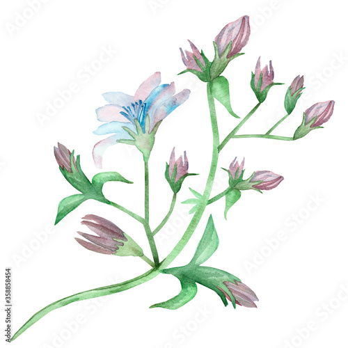 Watercolor hand painted nature floral plants composition with light blue and purple chicory flowers  buds and green leaves on branch bouquet on the white background