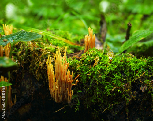 Coral mushroom (Hericium coralloides) growing on the old tree stump covered with green moss in autumn wood of Moscow Region, Russia - tilt shift effect image