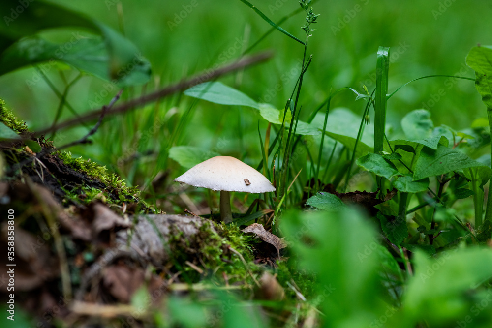 summer mushrooms crawled out of the earth after a night rain summer mushrooms crawled out of the earth after a night rain