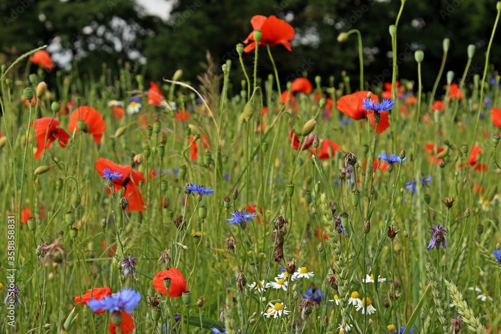Fototapeta premium Getreidefeld mit Mohn, Kornblumen und Kamille.