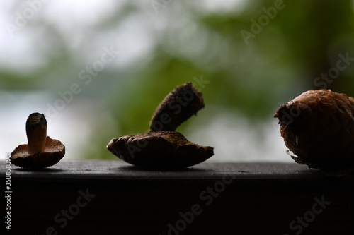 still life with cones mushrooms and spruce branch on a wood background