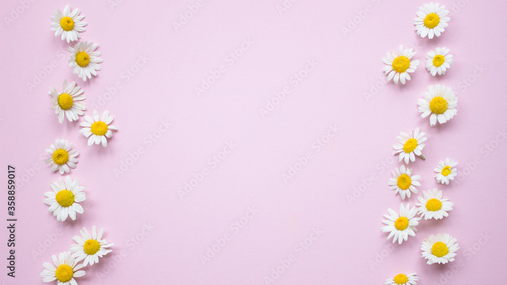 Pink background with frame of chamomiles flowers and copy space. Daisy flowers composition. Pattern made of white camomiles flowers with yellow heart. Flat layer, top view. Spring or summer concept