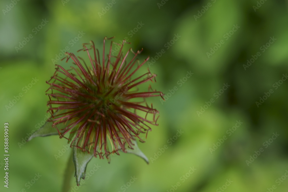 Medicinal herbs - wood avens, herb Bennet, colewort, Geum urbanum
Medicinal herbs - wood avens, herb Bennet, colewort, Geum urbanum