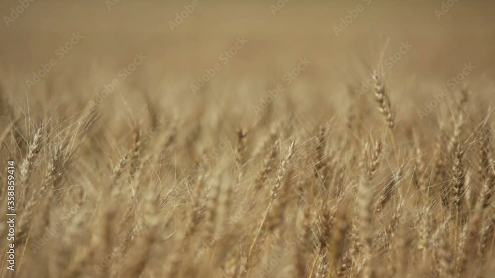 Wheat field ready for harvest, Alberta Canada Wheat field ready for harvest, Alberta Canada