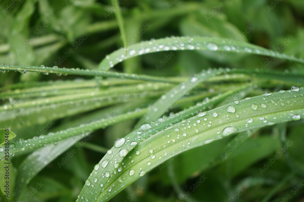 A drop of rain on the green grass. Macro. After the rain. Nature background. A drop of rain on the green grass. Macro. After the rain. Nature background.