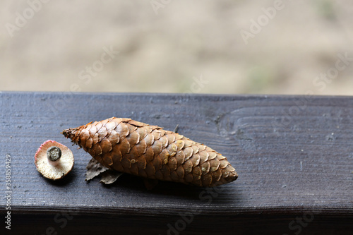 still life with cones mushrooms and spruce branch on a wood background © константин константи