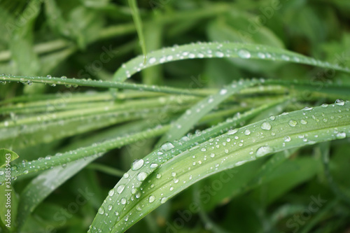 A drop of rain on the green grass. Macro. After the rain. Nature background.
