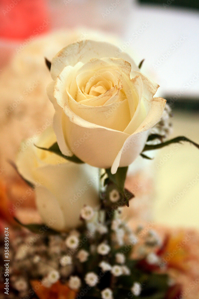 Flower, rose, roses, white, wedding, spring, nature, flowers, green, blossom, plant, garden, bloom, petal, blooming, flora, leaf, branch, summer, beauty, beautiful, closeup, macro, floral, color, ecol