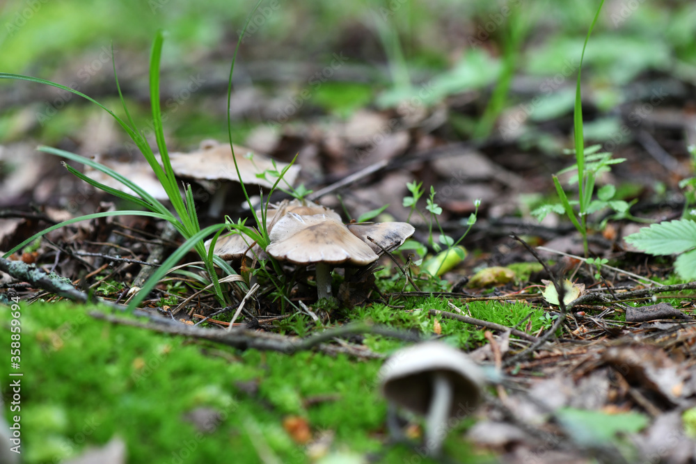 summer mushrooms crawled out of the earth after a night rain summer mushrooms crawled out of the earth after a night rain