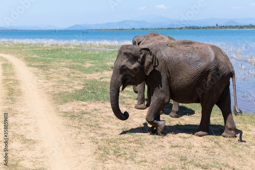 Close up of elephants in a Udawalawe National Park of Sri Lanka