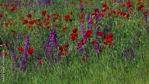 Nature's spring adventure, flowers and colors
 photo