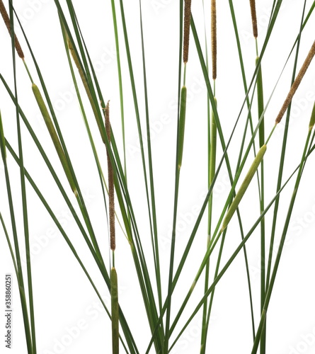 Cane, young green reed leaves, isolated on white background and texture