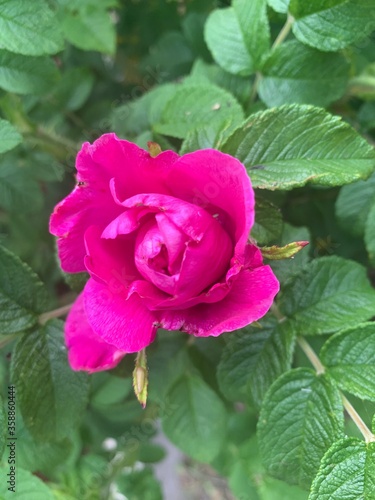 scarlet rosehip flower in the park