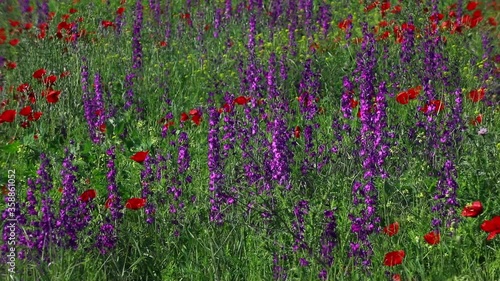 Nature's spring adventure, flowers and colors
 photo