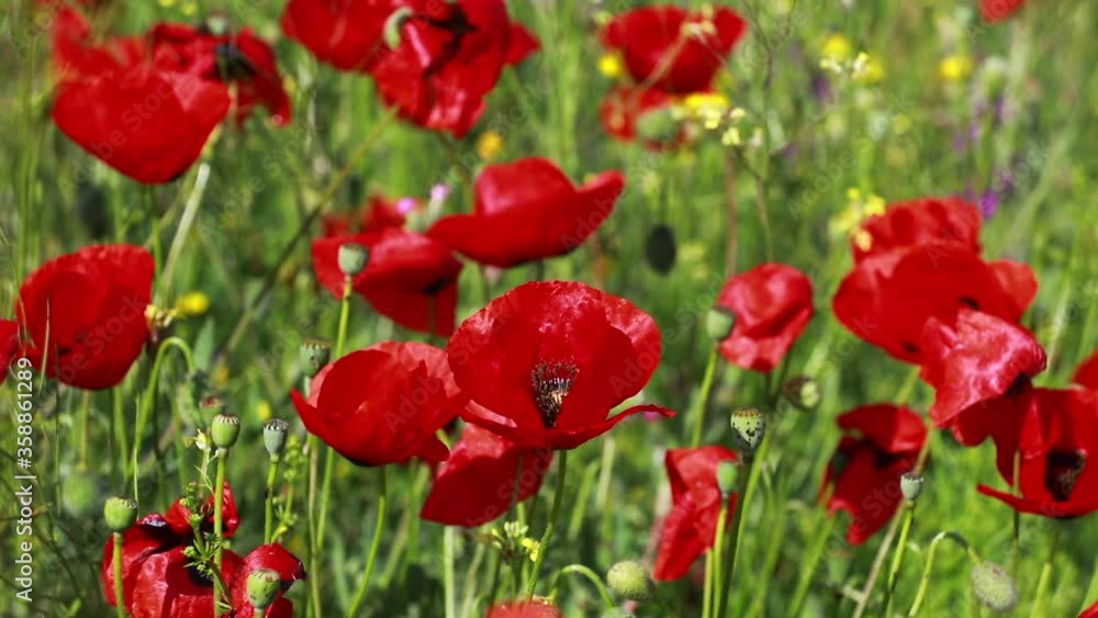 Nature's spring adventure, flowers and colors
Nature's spring adventure, flowers and colors