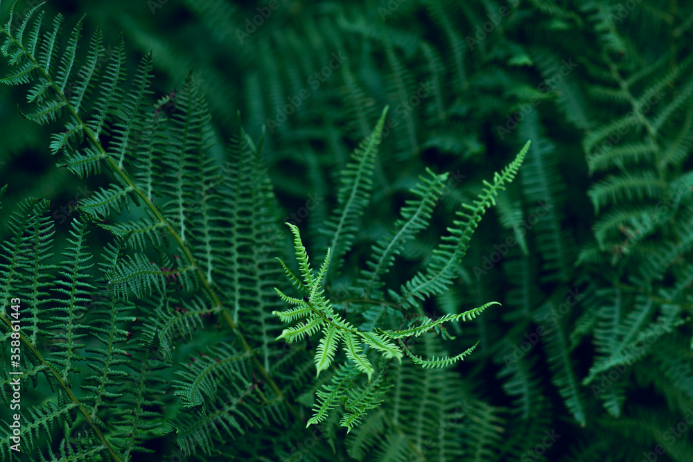 Green forest fern leaves with night blue light. Closeup of fren plant pattern, natural botanic background.