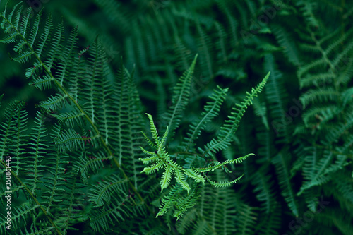 Green forest fern leaves with night blue light. Closeup of fren plant pattern, natural botanic background.