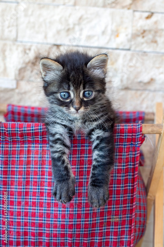 Pet animal cute tabby kitte...