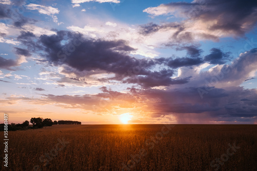 sunset  soy  agriculture  planta    o de soja  rural soy