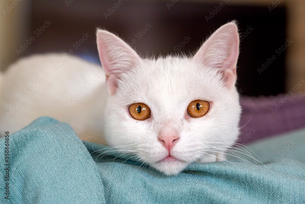 Pet animal; white british shorthair cat Pet animal; white british shorthair cat