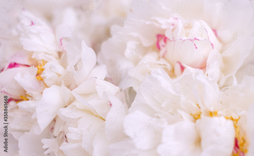 White peonies close-up. Macro shooting White peonies close-up. Macro shooting