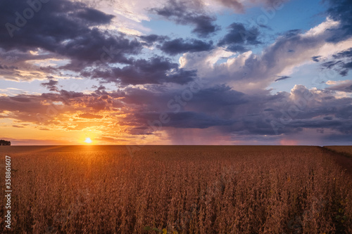 sunset, soy, agriculture, plantação de soja, rural soy © Ander