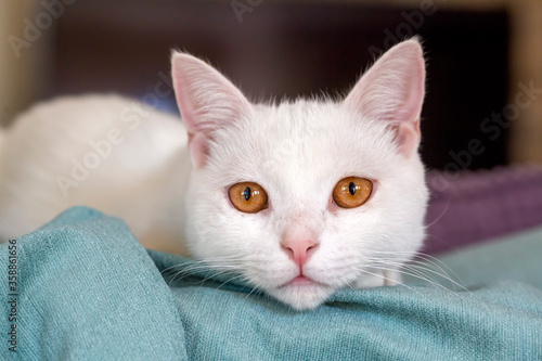 Pet animal; white british shorthair cat