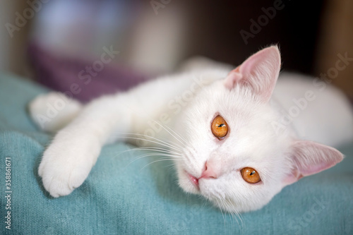 Pet animal; white british s...