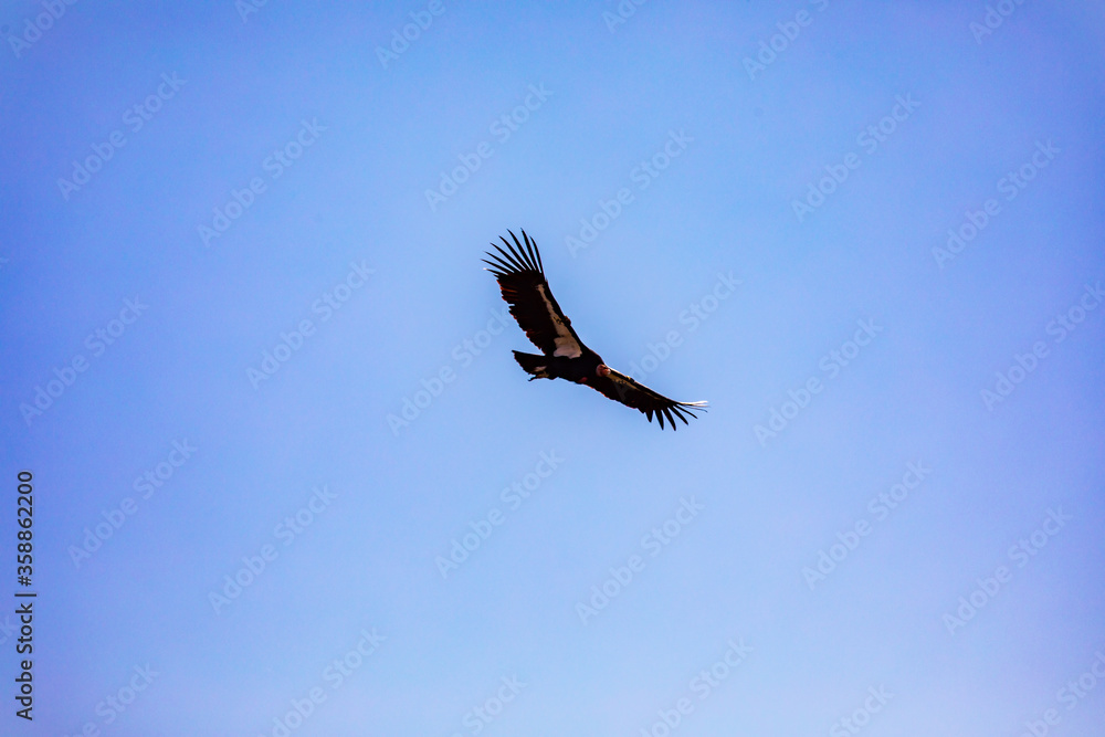 Fototapeta premium A Turkey Vulture Takes Flight 1