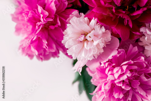 background with pink peonies. Blooming summer banner