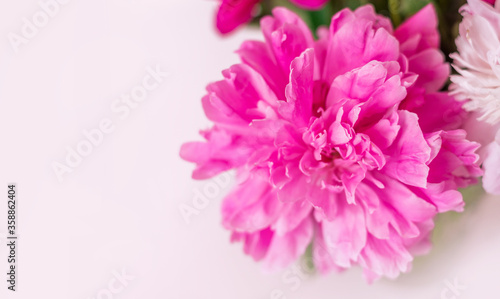 Close-up of a pink peony on a white background. Space for text.