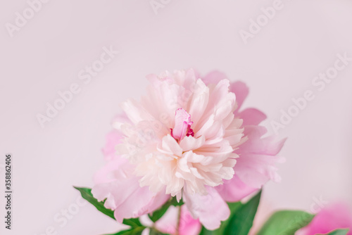 Close-up of a pink peony on a white background. Space for text