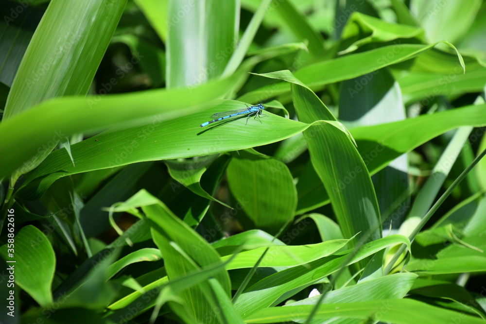 Obraz premium Close up of dragonfly on leaf in Shiretoko National Park, Hokkaido, Japan.