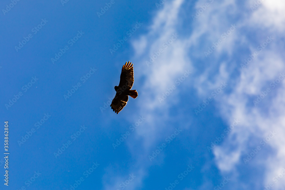 A Turkey Vulture Takes Flight 9