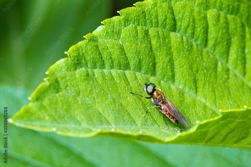 Macro photography. A fly on a green leaf.